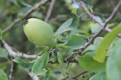 Pseudocydonia sinensis pseudocydonia 10 août 2013 009 (2).jpg