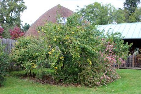 Pseudocydonia sinensis 1 pseudocydonia barres 12 oct 2013 001 (1).jpg