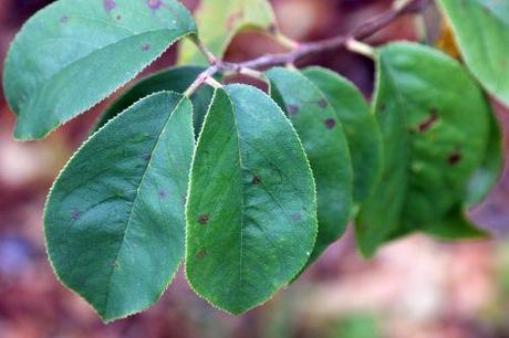 Pseudocydonia sinensis 5 pseudocydonia barres 12 oct 2013 001 (4).jpg