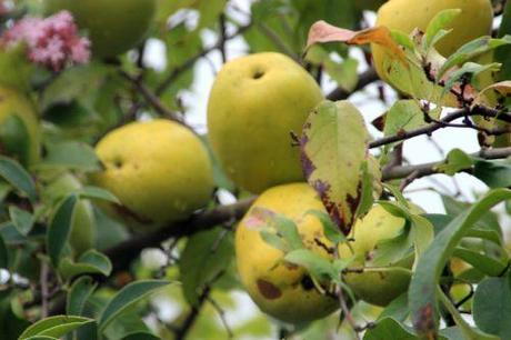 Pseudocydonia sinensis 3 pseudocydonia barres 12 oct 2013 092 (3).jpg