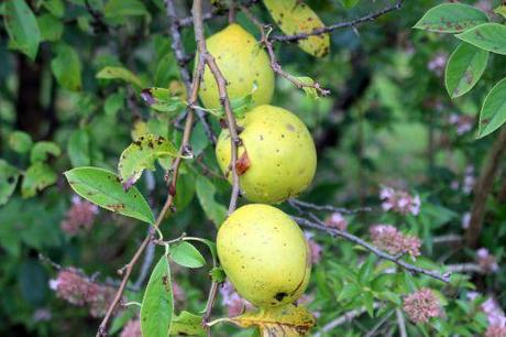 Pseudocydonia sinensis 4 pseudocydonia barres 12 oct 2013 001 (2).jpg