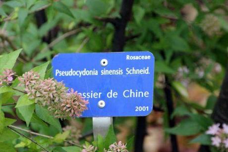 Pseudocydonia sinensis 6 pseudocydonia barres 12 oct 2013 001 (3).jpg