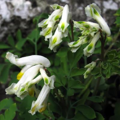 Pseudofumaria alba (Corydalis ochroleuca), Corydale jaunâtre