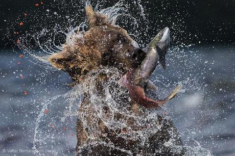 Wildlife Photographer 2013: les gagnants