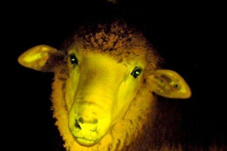 La drogue au féminin mouton