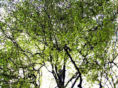 Saison Printemps à La Chaux-de-Fonds