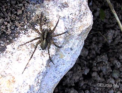 Les habitants de mon potager Araignée
