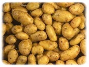 La Bonnotte de Noirmoutier