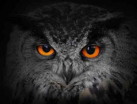 Trick or treat ? #5 Charlie Jasmin The evil eyes. ( Eagle Owl, Bubo bubo).