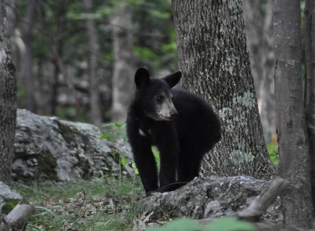 bébé ours noir Shenandoah Park