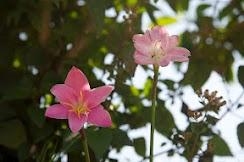 ÊTRE : le principal but de votre vie ? – par Marie AYALA fleurs
