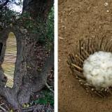 Wild Idea – Ludovic Fesson OLYMPUS DIGITAL CAMERA