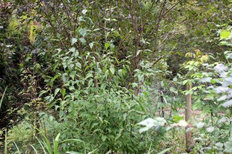 Cornus mas 'Jolico' 1 jolico romi 19 oct 2013 014 (1).jpg