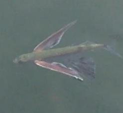 La lagune des poissons volants La lagune des poissons volants
