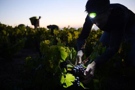 Vendanges