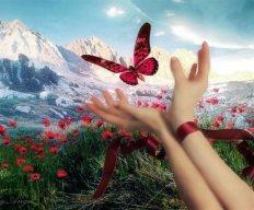 Chemin de terre, chemin de lumière Papillon rouge