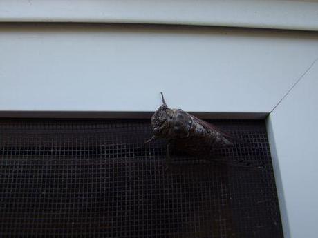 Un écureuil bien gourmand et ...? 001(2)