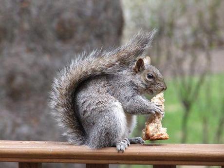 Un écureuil bien gourmand et ...? 003(1)