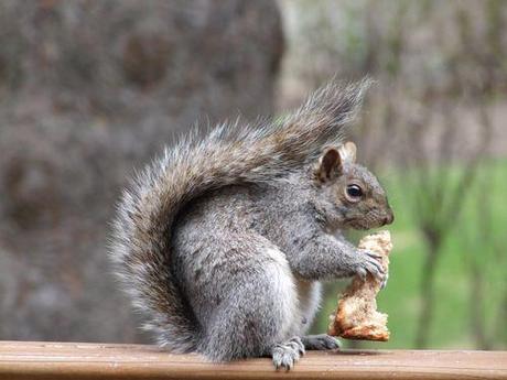 Un écureuil bien gourmand et ...? 004