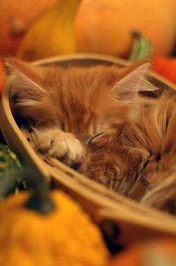 Pourquoi l’automne nous déprime ? Pourquoi l’automne nous déprime ?