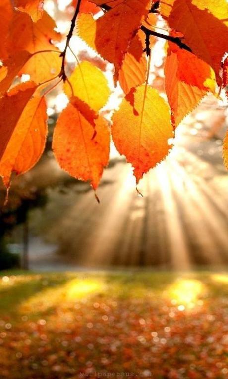 Pourquoi l’automne nous déprime ? Pourquoi l’automne nous déprime ?