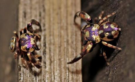 Un bijou ? De l’art contemporain ? Une oeuvre de la nature … purple glod jumping spider 1