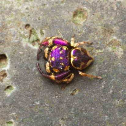 purple glod jumping spider 2 Un bijou ? De l’art contemporain ? Une oeuvre de la nature …