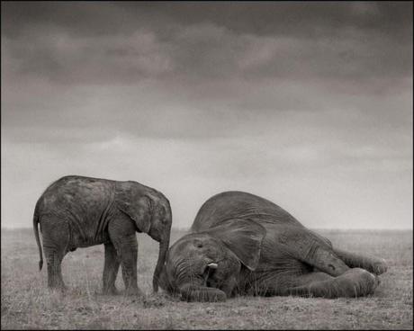Elephants-Two-640x512