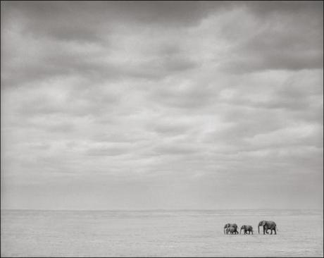 Exposition : Nick Brandt, Across the Ravaged Land
