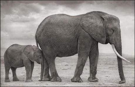 Elephant-Mother-Baby-Nuzzled-into-Leg-640x413