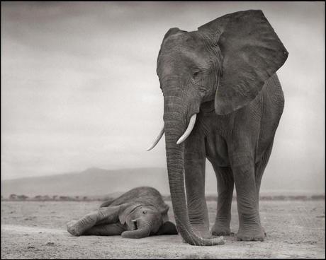 Elephant-with-Baby-on-Ground-0.95-640x512