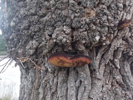 fruits of the bloom fruits of the bloom