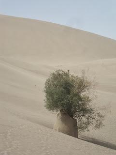 Mode du désert