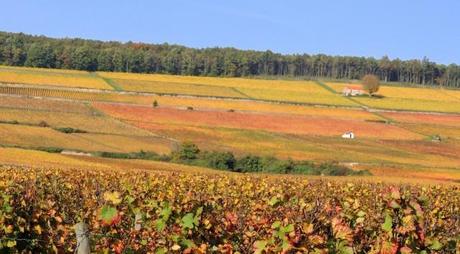 2 Corton-007 Corton Charlemagne en haut