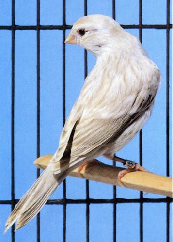 Les maladies microbiennes Canari-topaze-argent-.jpg