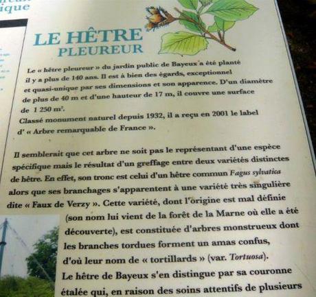 3 hêtre de Bayeux 048.jpg