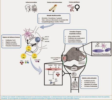 Ajustement de thérapie de la polyarthrite rhumatoïde basé sur l’atteinte d’une activité pathologique minimale avec adalimumab plus methotrexate ou methotrexate seul : essai randomisé contrôlé OPTIMA