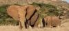 Zimbabwe : 350 éléphants empoisonnés par des braconniers