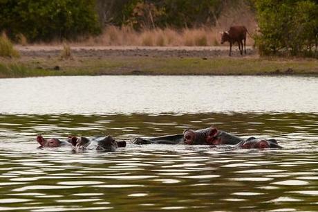 Blog Awards | Les Meilleurs Blogs et Articles de Voyage en Octobre Hippopotames lac de tengrela, Burkina Faso, credit photo onechai.fr