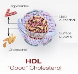 CHOLESTÉROL: Le bon cholestérol HDL contrôle aussi la glycémie – Circulation