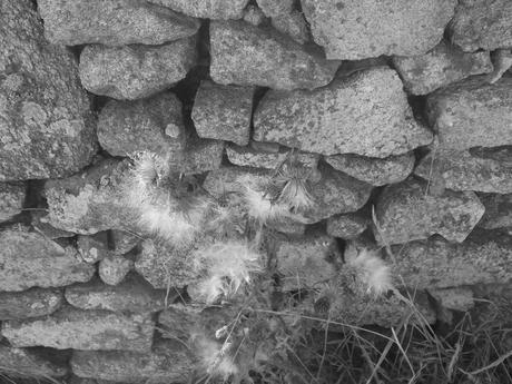 sous le galet peint sous le galet peint