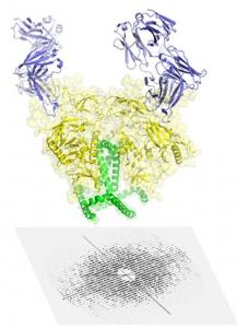 VIH: La protéine d'enveloppe du virus livre ses sites de vulnérabilité – Science Express