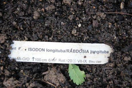 Isodon longituba 8 isodon romi 30 oct 2013 043.jpg