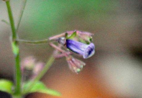 Isodon longituba 6 isodon fleur romi 30 oct 2013 p 044.jpg