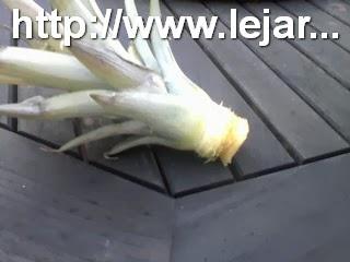 Faire pousser un ananas Faire pousser un ananas