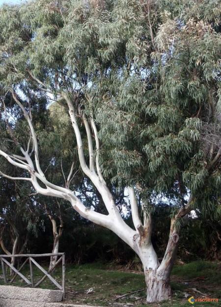 Riche eucalyptus – A23
