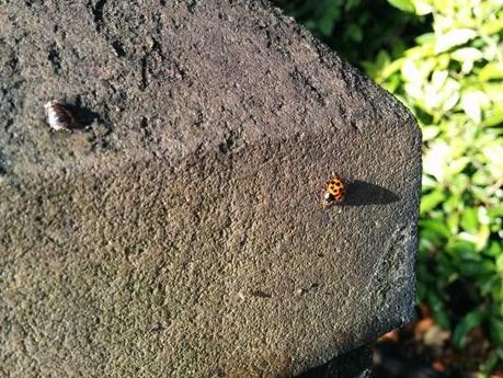 Un aperçu de la qualité de l’APN du Nexus 5 n5-sample-04