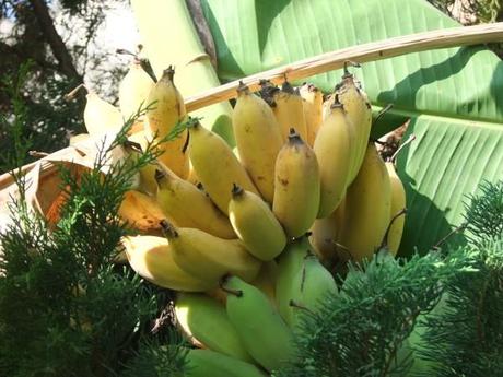 3 novembre 2013.Thaïlande. Udonthani. Récolte des bananes. DSCF6175