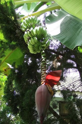 3 novembre 2013.Thaïlande. Udonthani. Récolte des bananes. DSCF5593