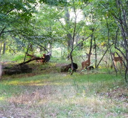 PASSE..PRESENT...AVENIR....et vie américaine! Capture.PNG DEERS IN PRINCETON.PNG